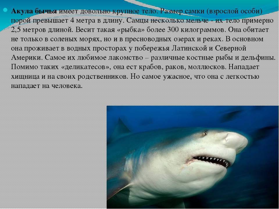 Усатая акула – фото, описание, ареал, рацион, враги, популяция