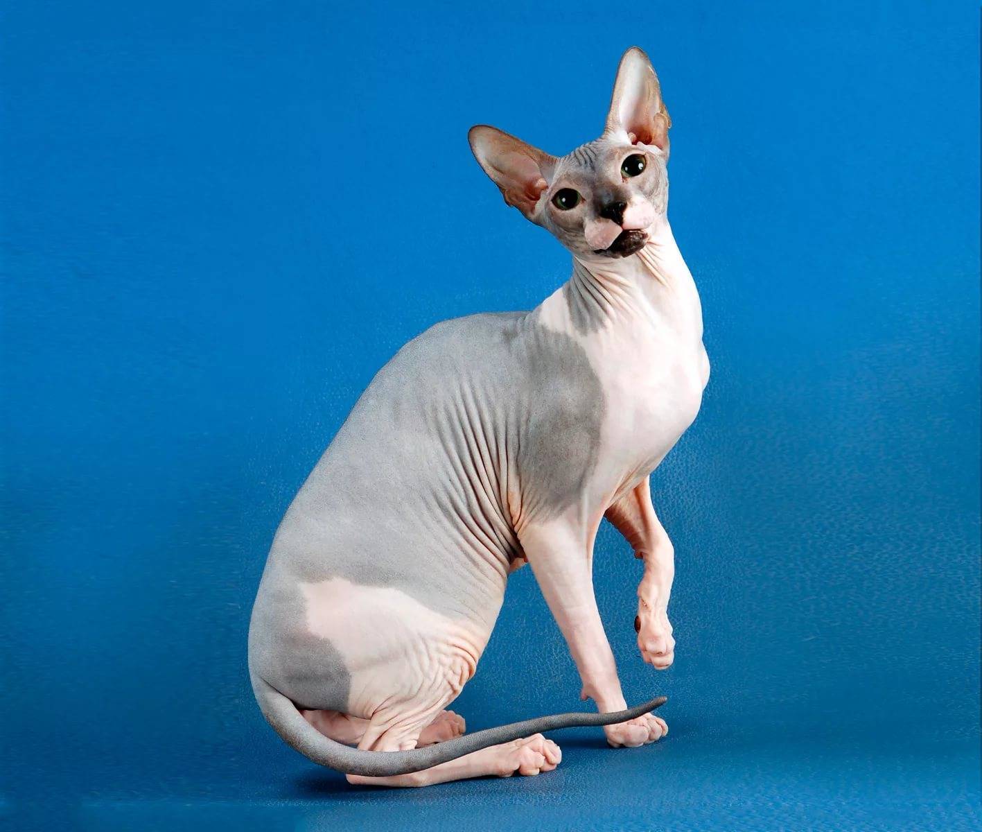 Донской сфинкс – добродушная и ленивая лысая кошка