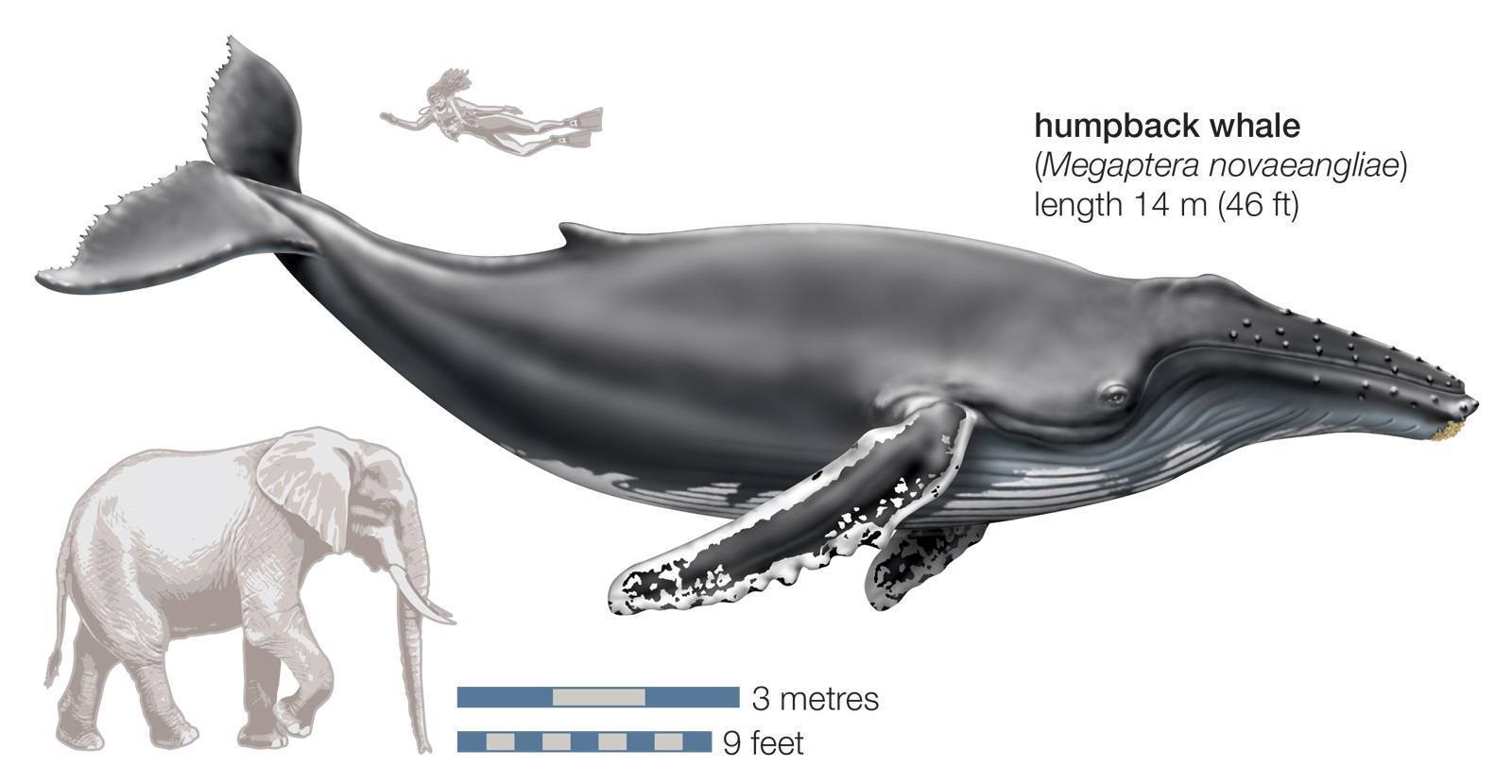 Усатые киты: классификация, описание, питание, поведение и угрозы