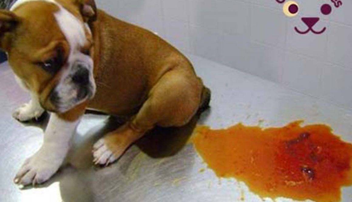 У собаки красная моча что. что делать, если собака писает с кровью? инфекции мочевыводящих путей