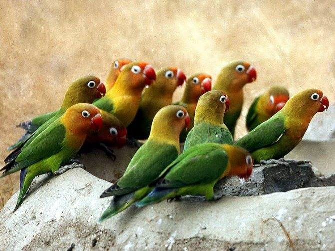 Виды попугаев неразлучников: фото, описание, место обитания