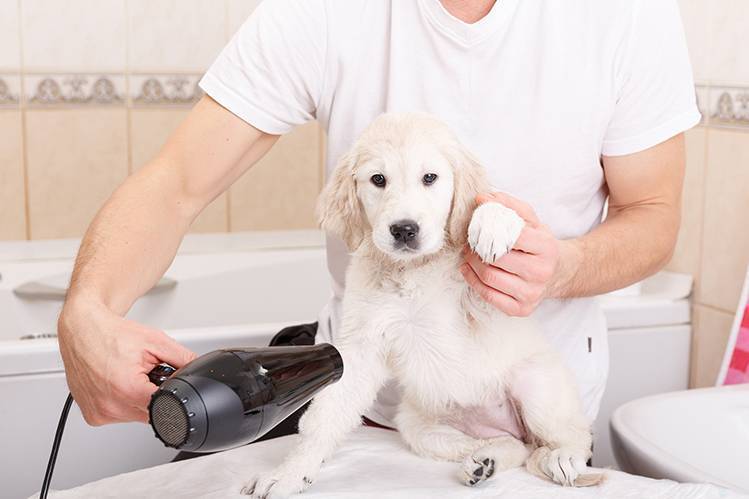 Водные процедуры: как правильно мыть щенка, чем и зачем. с какого возраста и как часто можно мыть щенка
