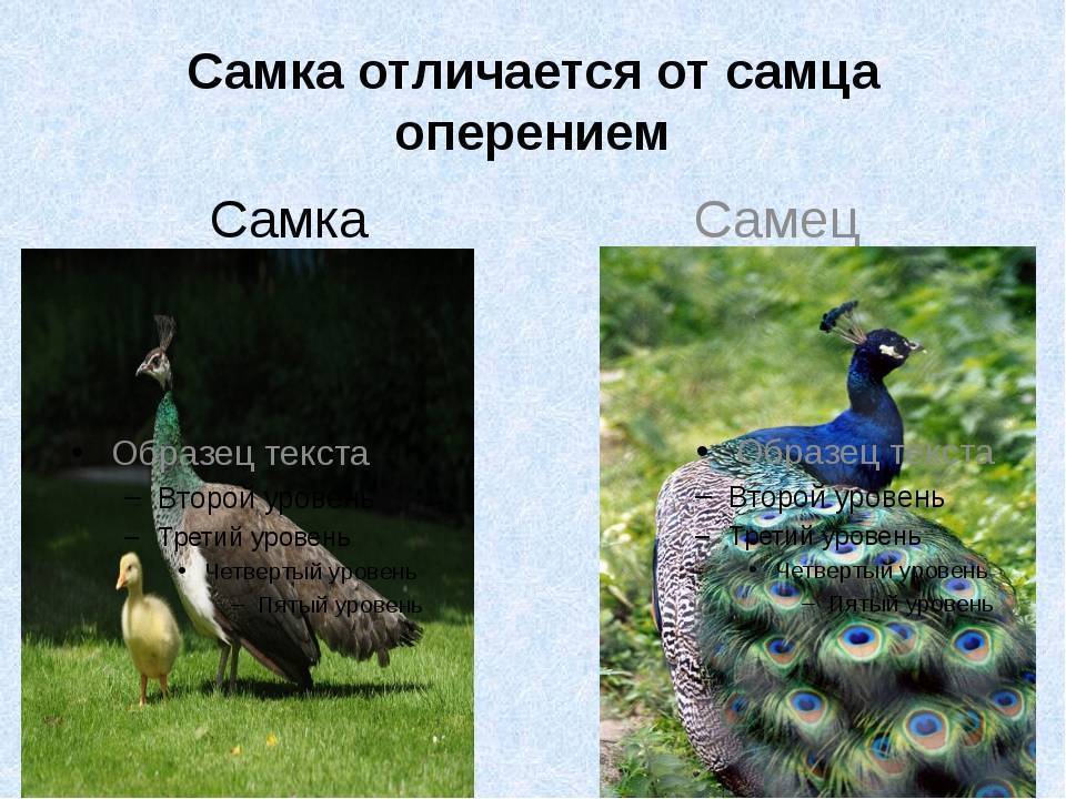 ᐉ как отличить самку павлина от самца: характеристика видов - zooon.ru
