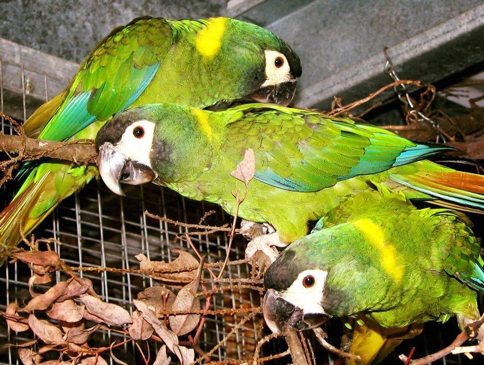 Как выглядит попугай ара - виды, расцветки, уход и содержание в домашних условиях