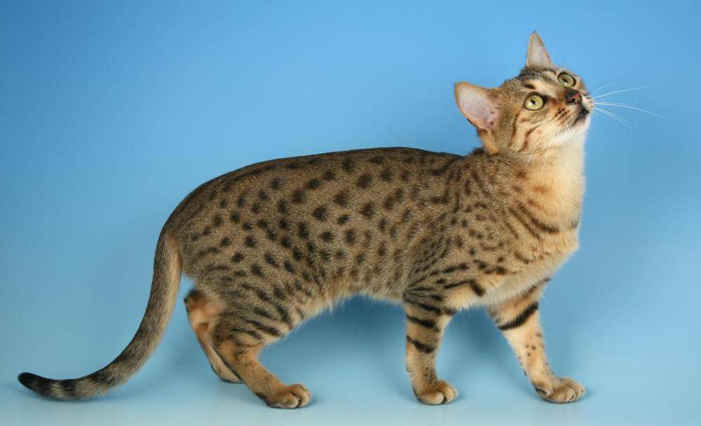Египетские кошки: фото, описание, история происхождения, характер и содержание