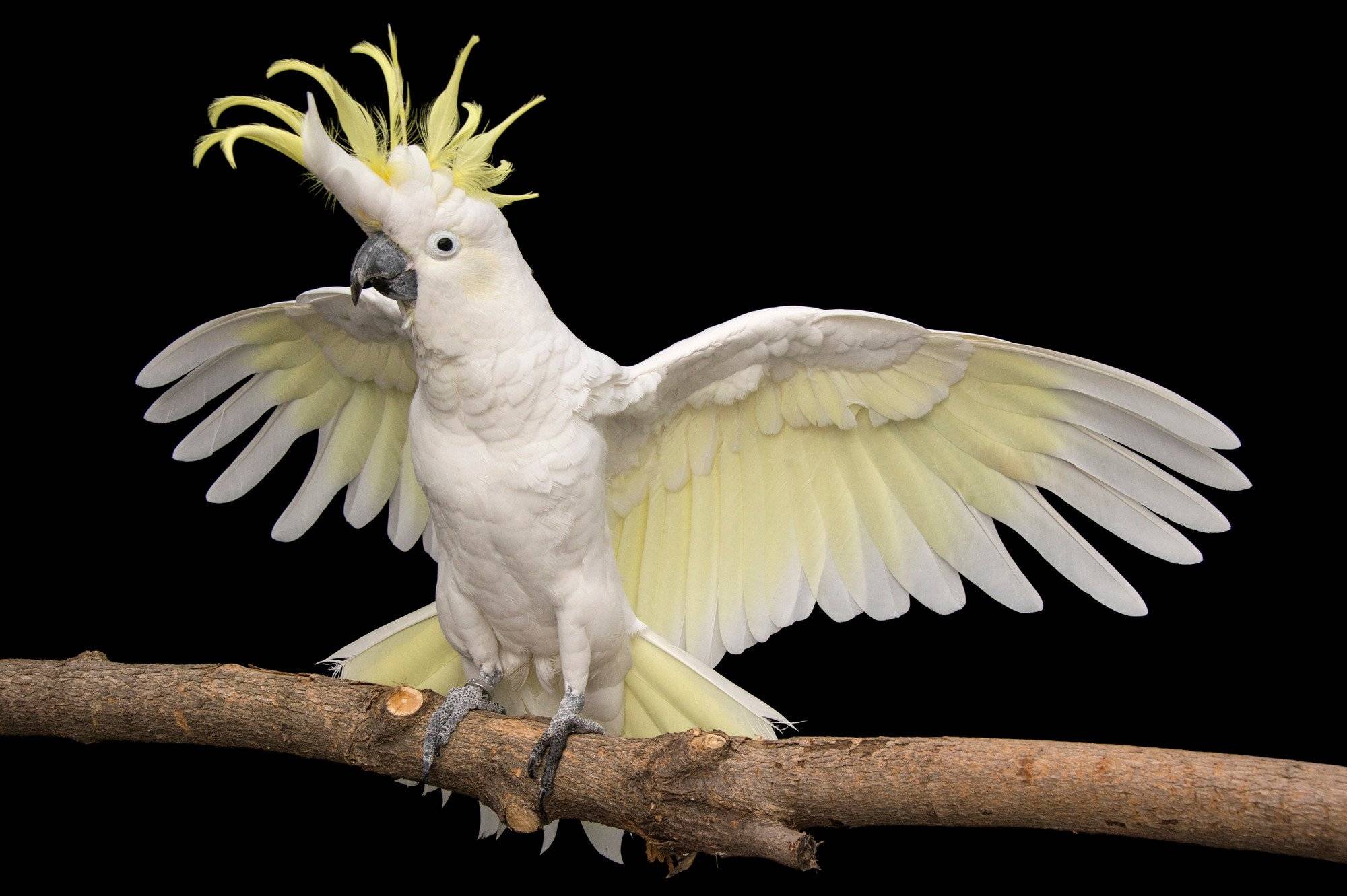 Какаду: кто это такой, фото как выглядит птица с хохолком, где обитает, содержание в домашних условиях