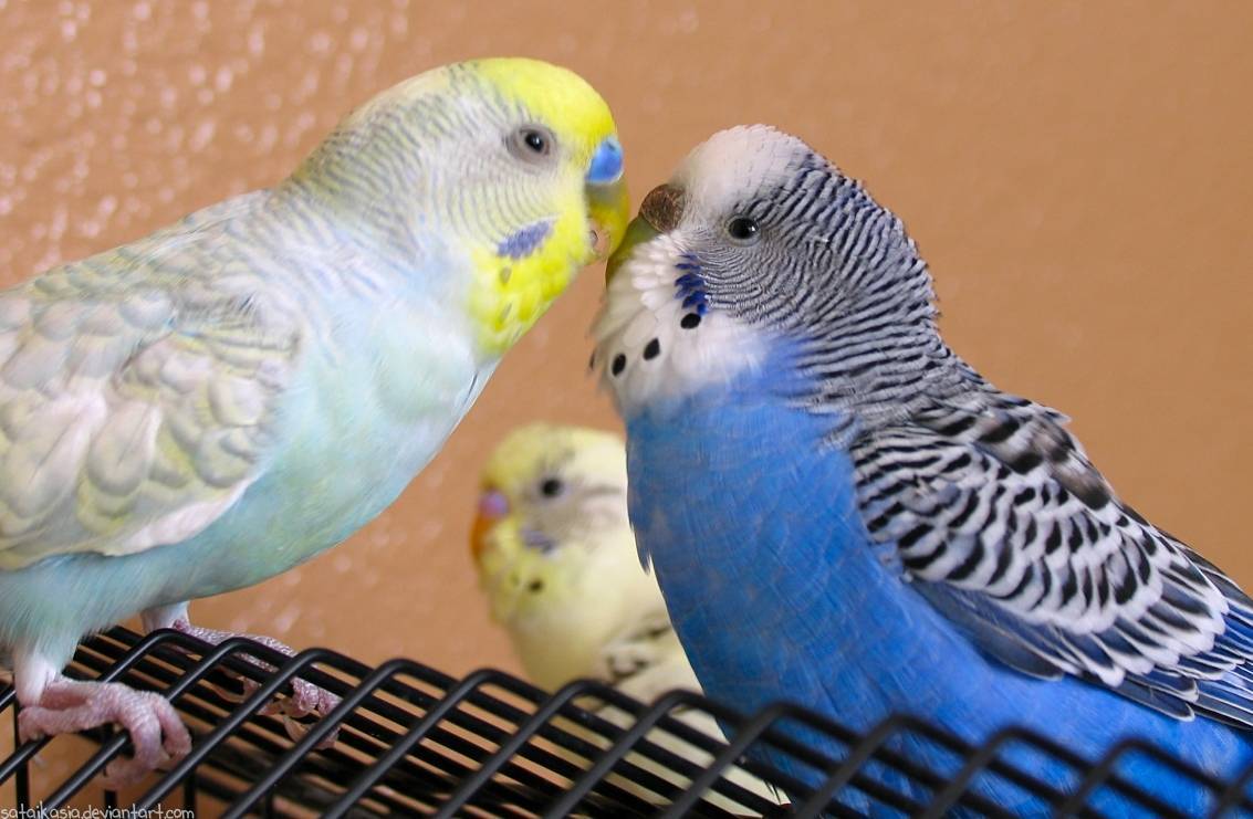 Поведение волнистых попугаев
