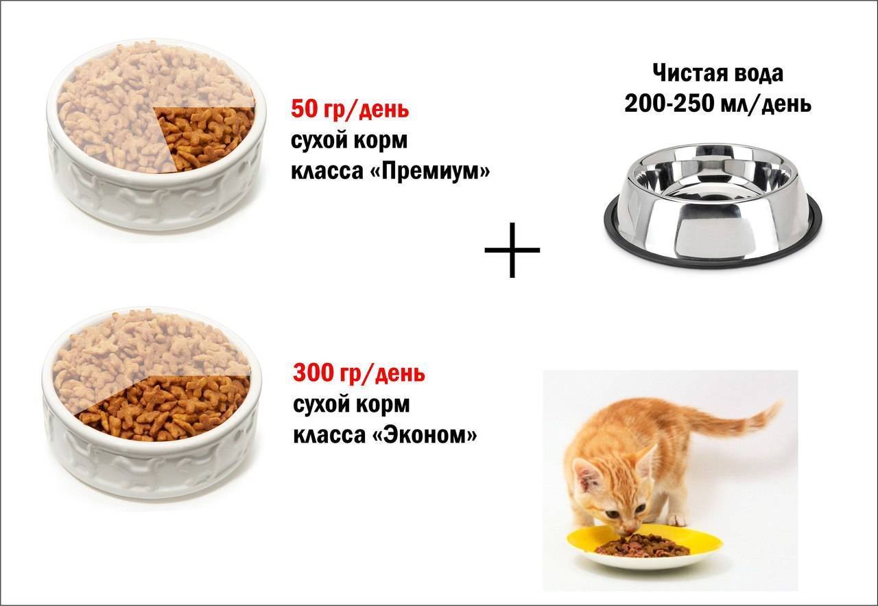 Выбираем хороший корм для кошек: инструкция