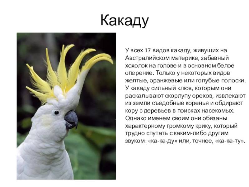 Какаду: описание, фото, виды, роды, научная классификация птиц