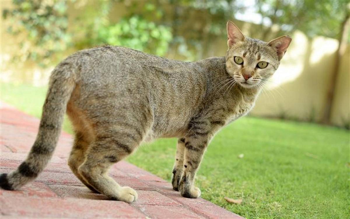 Арабский мау: молодая порода кошек с древними корнями