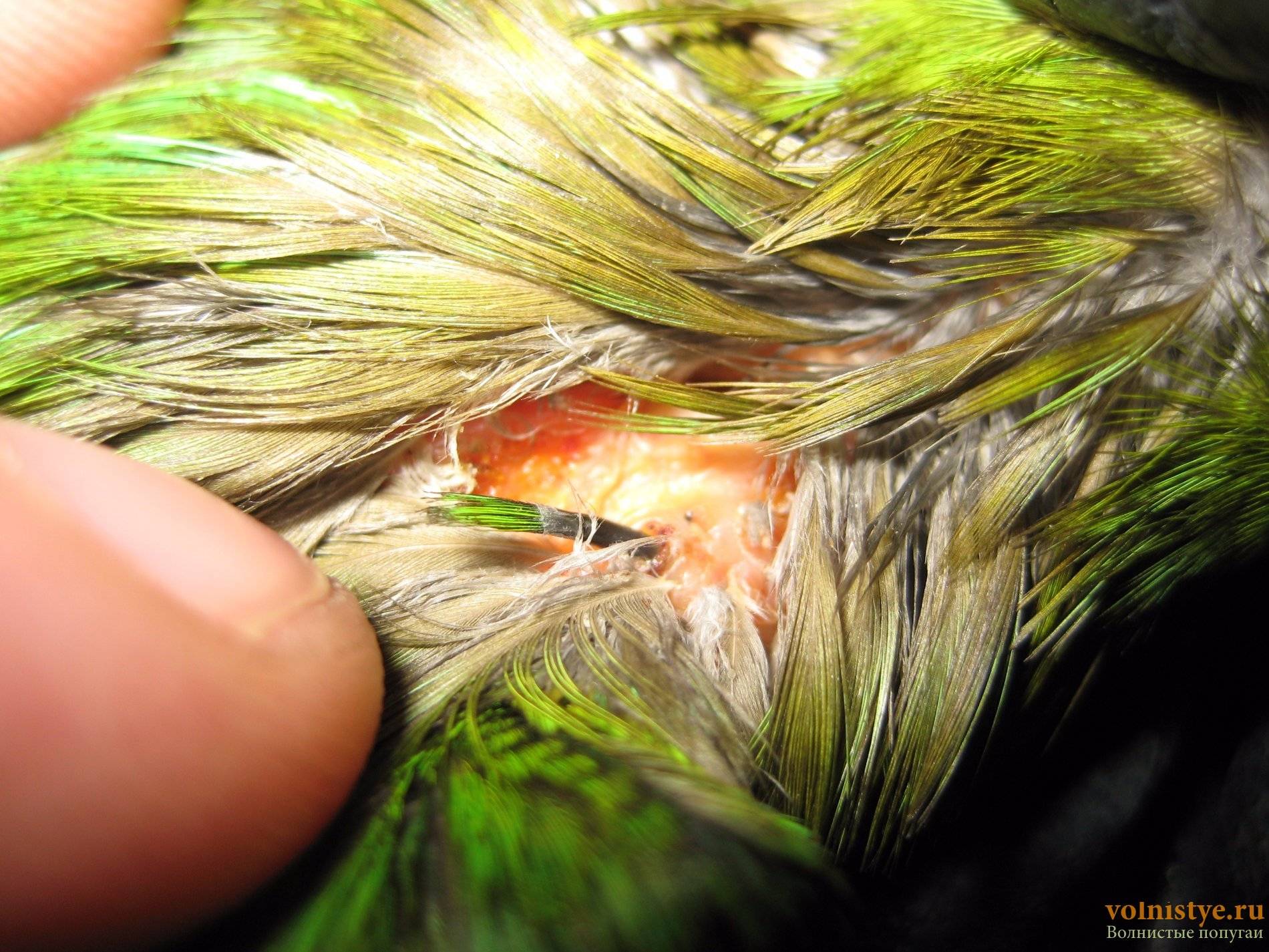 Волнистый попугай чешется: что делать и почему это бывает