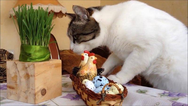 Можно ли кошкам яйца: в чем их польза и вред, кому можно и нельзя, как давать