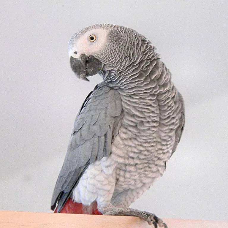 Попугай жако или африканский серый попугай