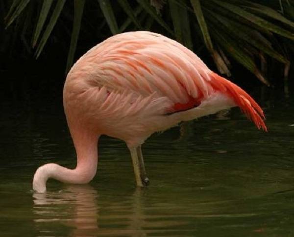 Фламинго: как выглядит, где обитаем, чем питается и интересные факты (фото)