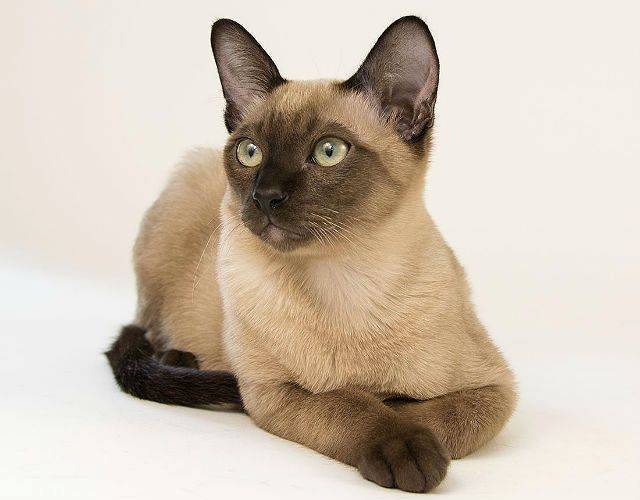 Тонкинская: порода кошек с ласковым характером и аквамариновыми глазами