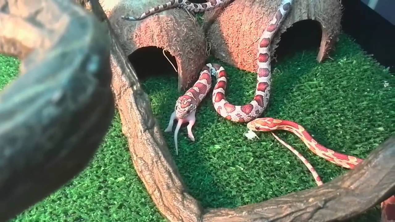 Как выбрать первую ручную змею?