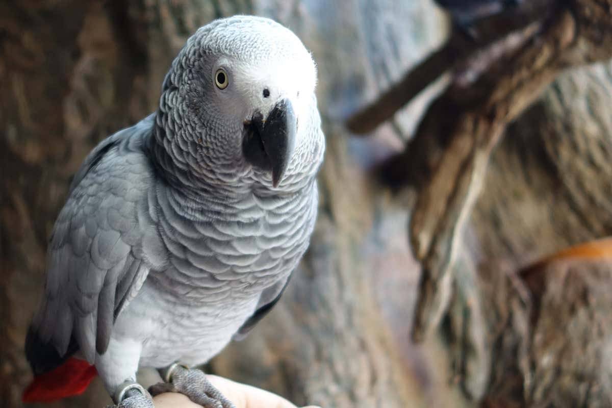 Попугаи породы жако: разновидности, особенности содержания, кормления и ухода за жако