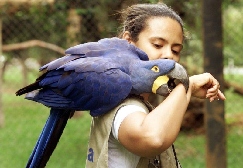 10 самых известных пород больших попугаев