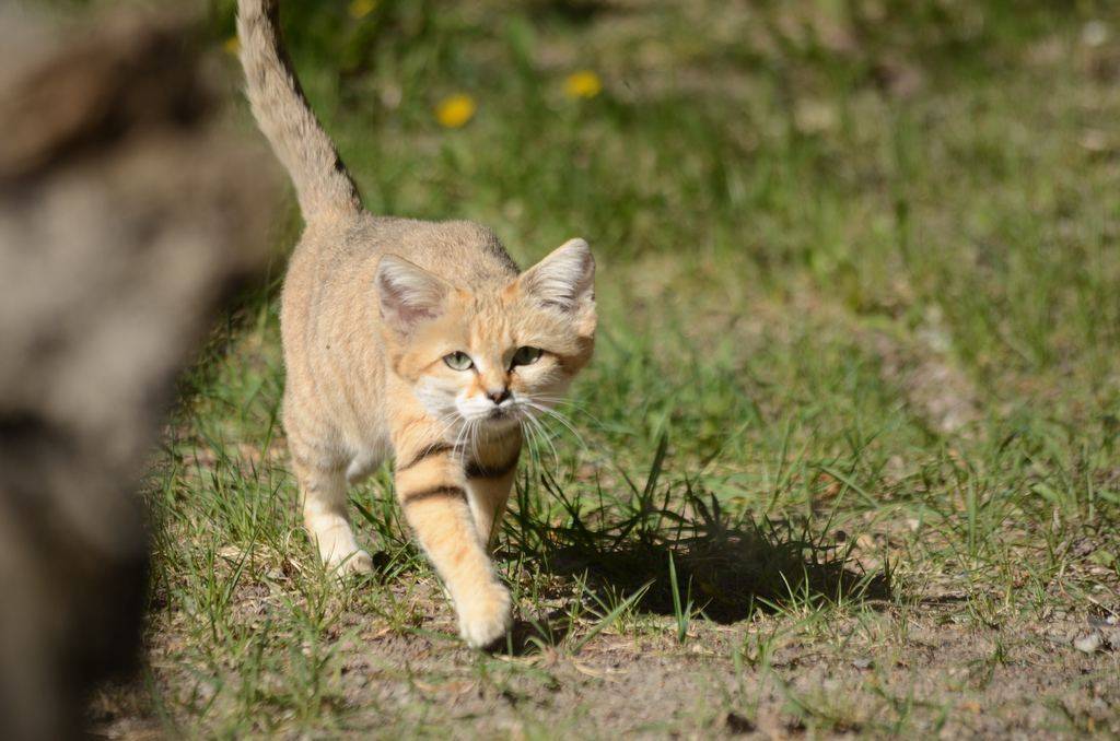 Барханный кот (арабская песчаная кошка): описание породы