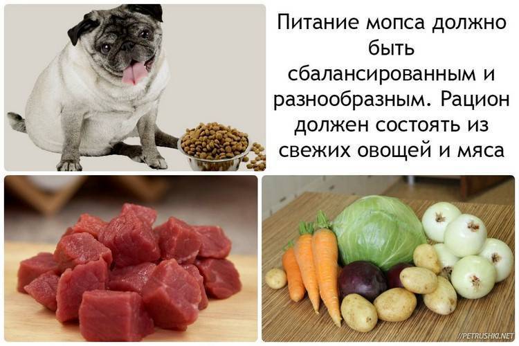 Как и чем кормить щенка мопса: меню в 1, 2, 3, 4 или 6 месяцев, режим и норма кормления