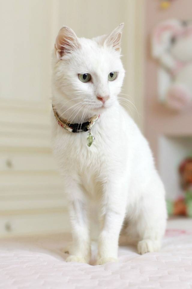 Анатолийская кошка (турецкая короткошерстная)