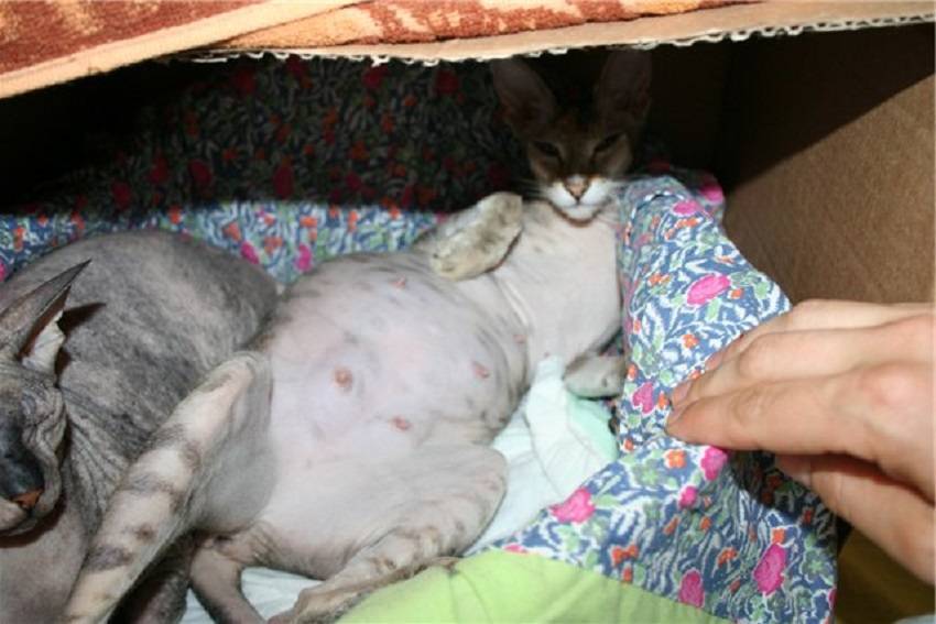 Срок беременности у кошек - сколько длится