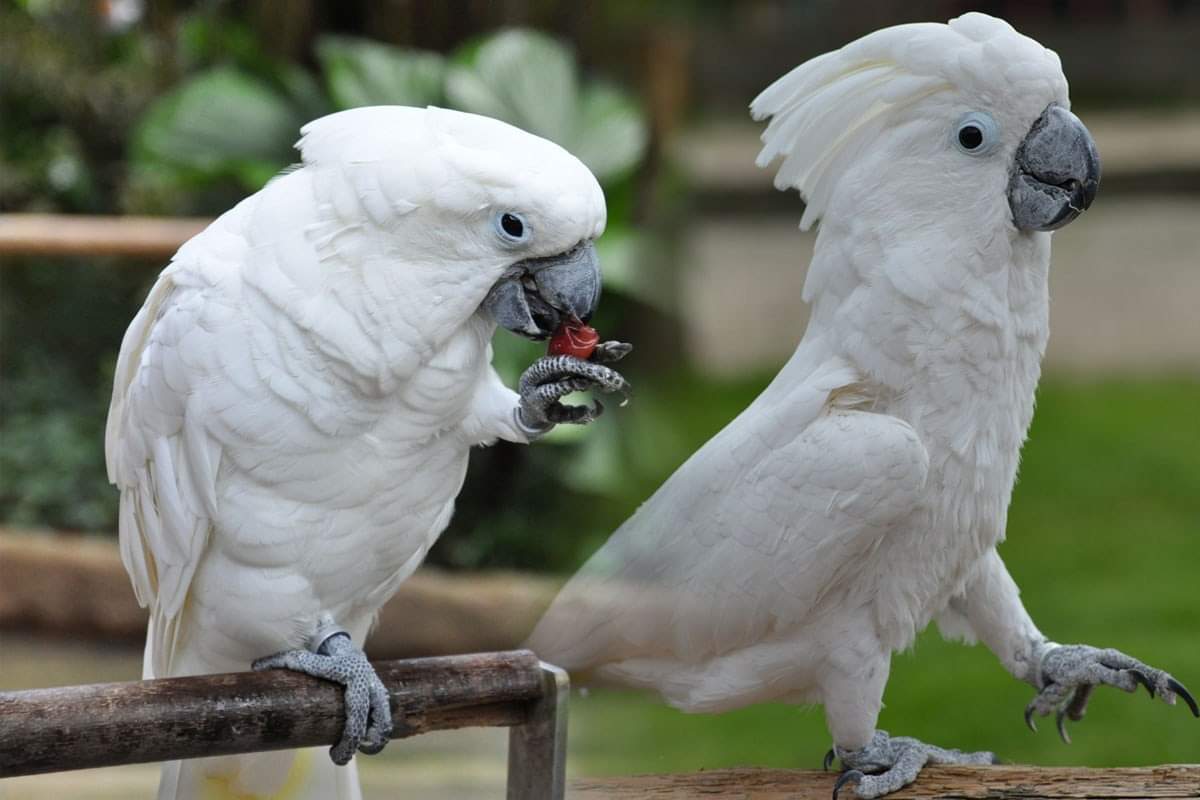 Попугай какаду. где и сколько живет, виды какаду