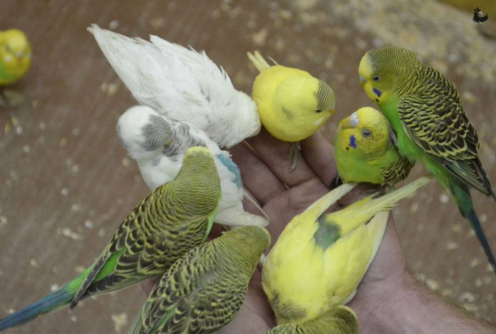 Разведение волнистых попугаев в домашних условиях