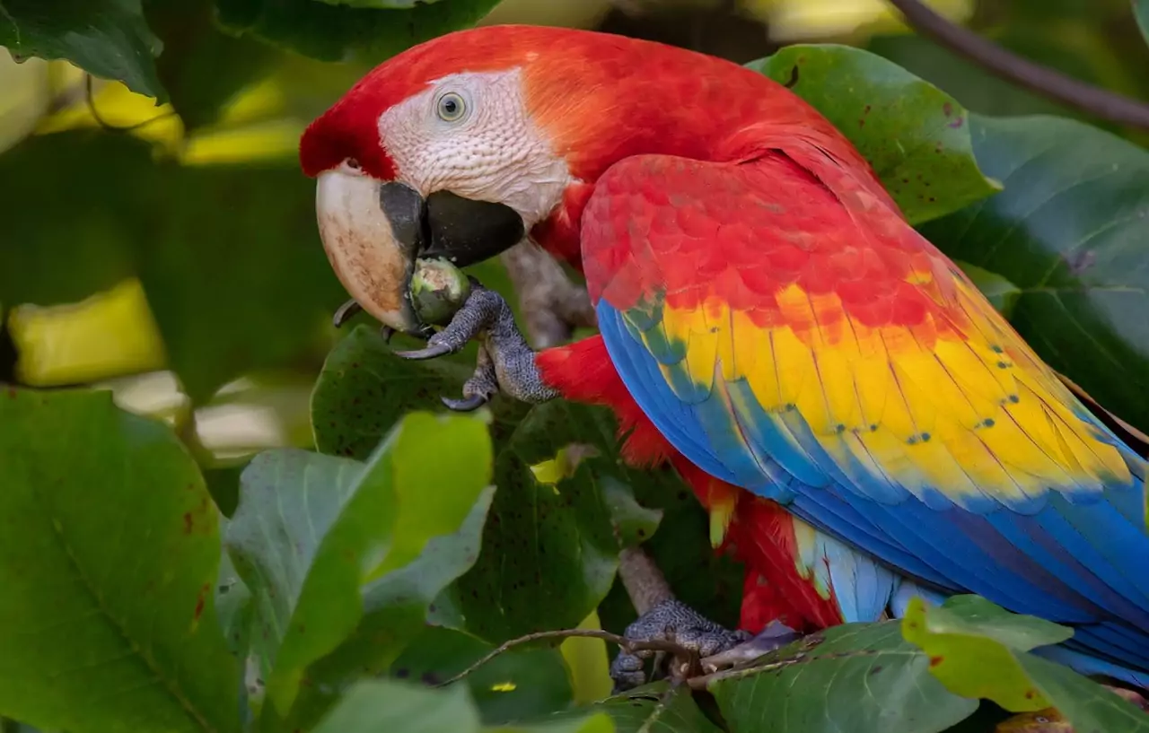 Краснобрюхий ара и красный попугай ара – два названия одной птицы