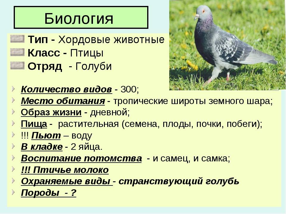 Сколько живут голуби (домашние, уличные)? | mnogoli.ru