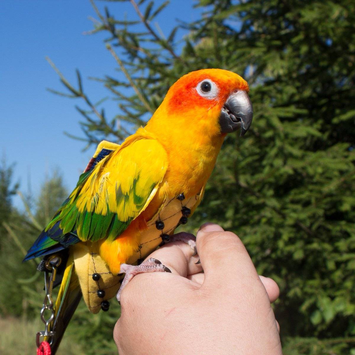 Попугай каик – маленький рыжеголовый весельчак с ярким опереньем и белым брюхом