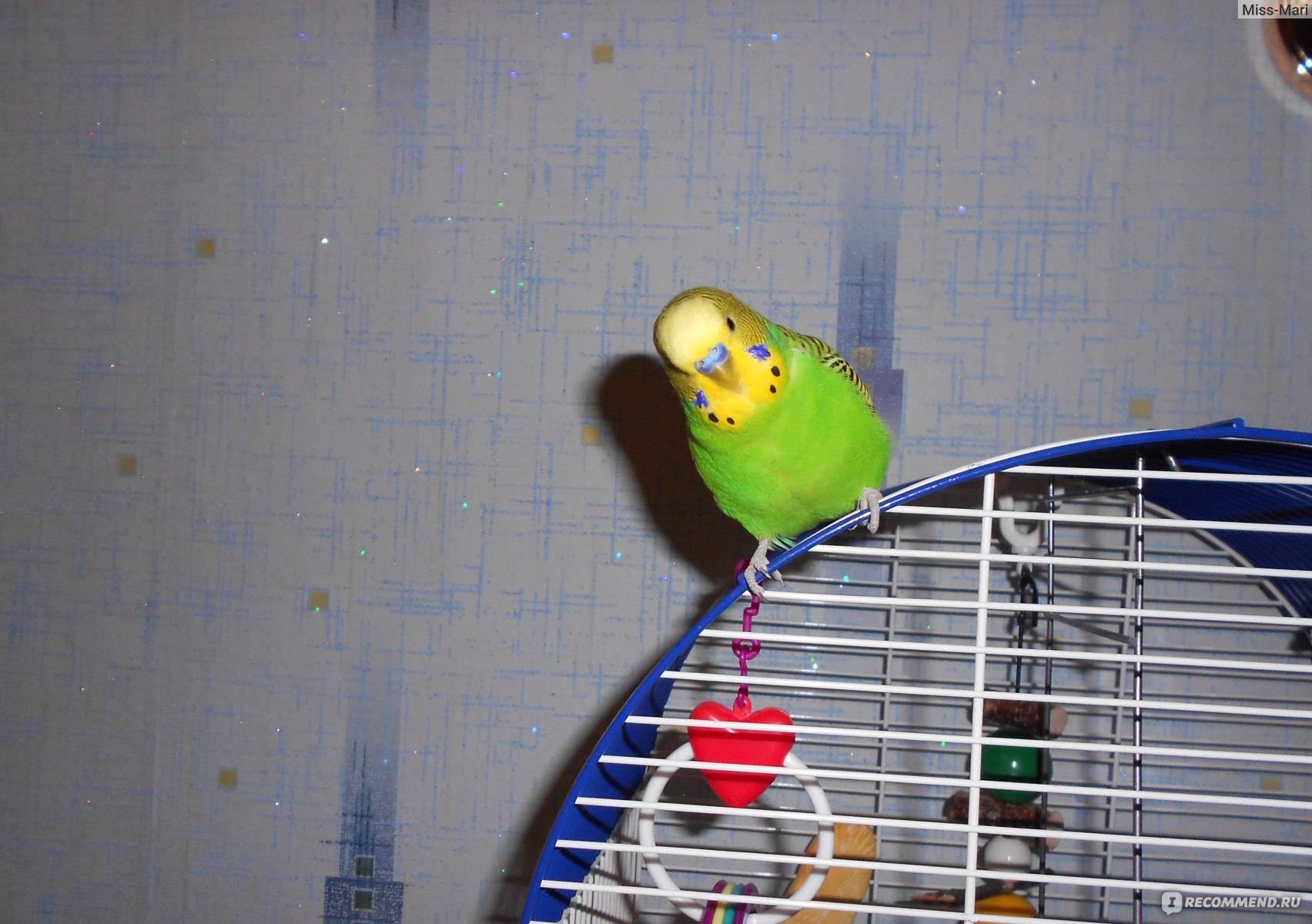 Как загнать попугая в клетку: наиболее действенные способы