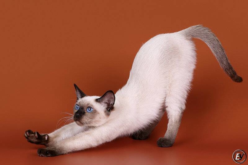 Балинезийская кошка — описание пород котов