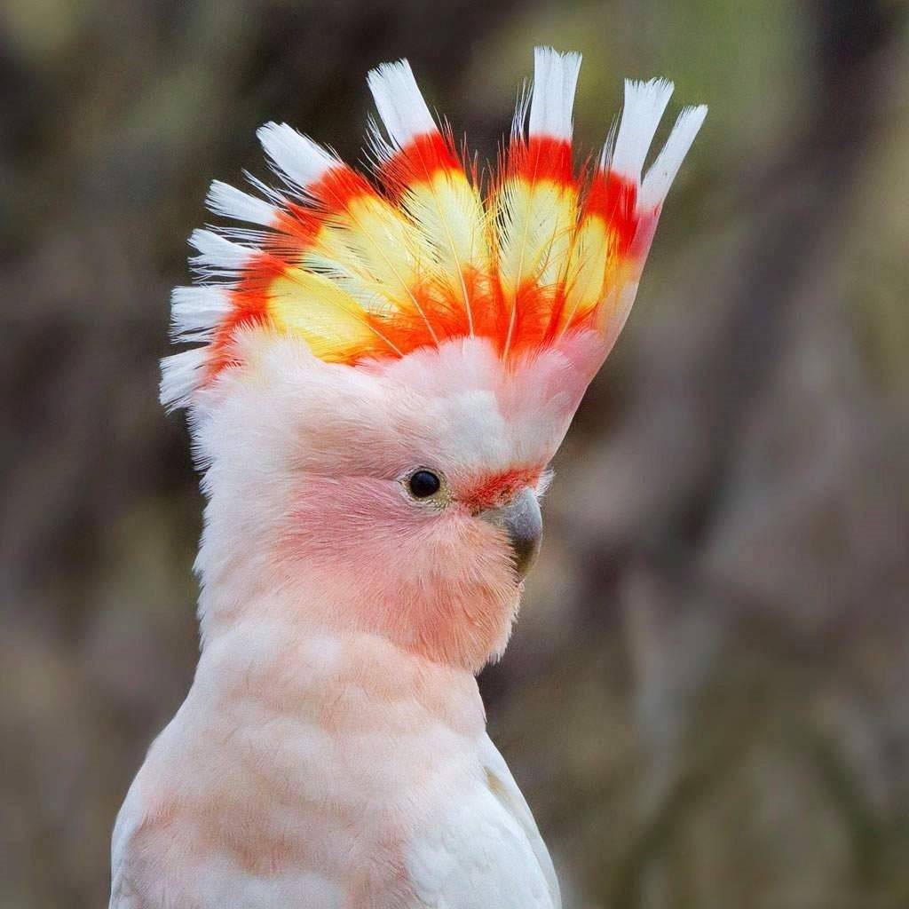 Какаду-инка: фото и особенности одного из красивейших попугаев в мире