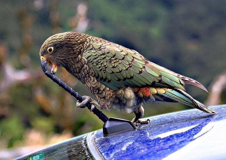 Попугай кеа : новозеланских хищник на овец, информация