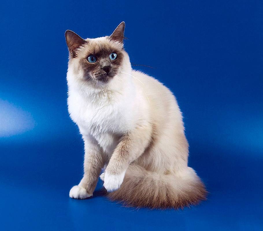 Бирманская кошка: фото, описание, характер, цена кошки, отзывы ✔