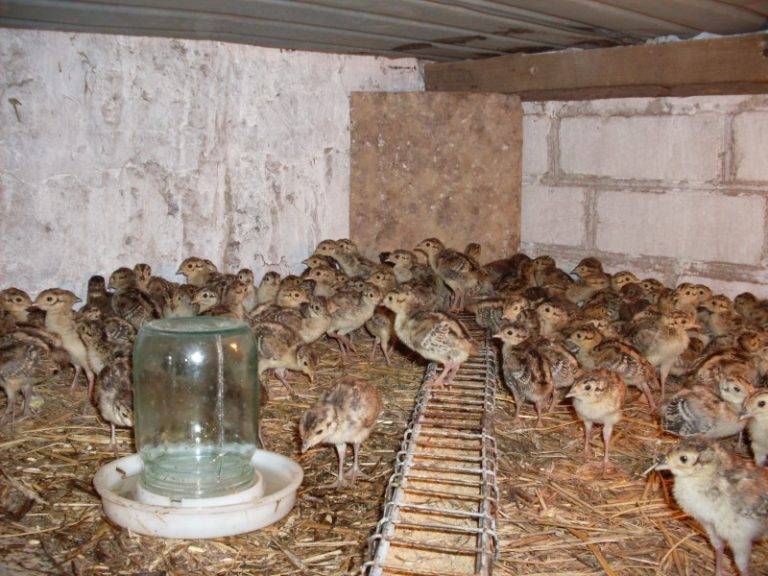 Разведение фазанов в домашних условиях для начинающих
