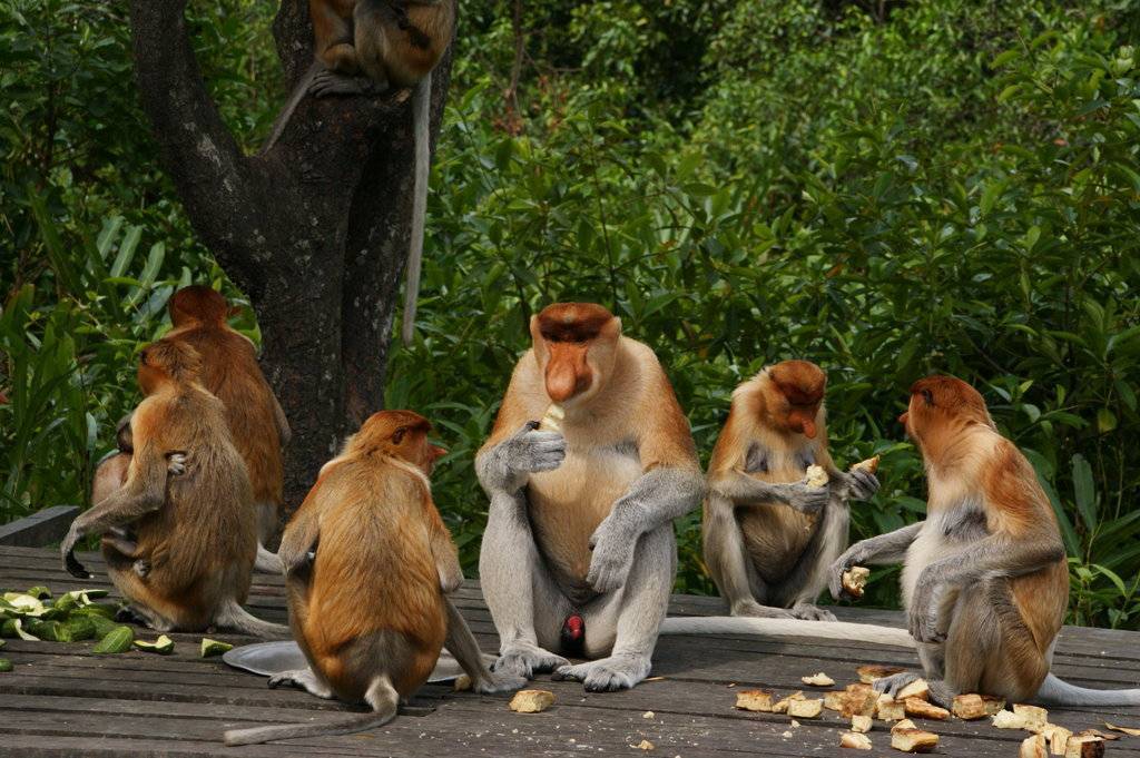 Паукообразная обезьяна – фото, описание, ареал, рацион, враги, популяция
