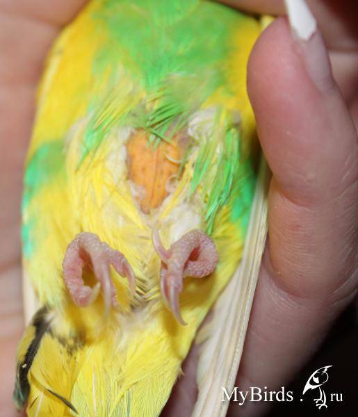 Как приручить пару волнистиков или больше? - приручение и обучение волнистых попугайчиков - форумы mybirds.ru - все о птицах