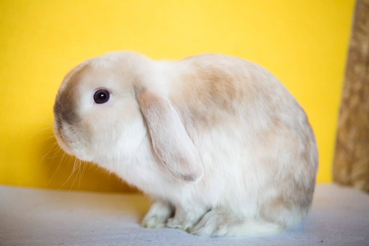 Декоративные кролики в домашних условиях содержание, выращивание и уход