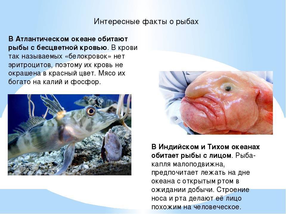 Рыба морской еж: описание для детей, интересные факты, внешний вид