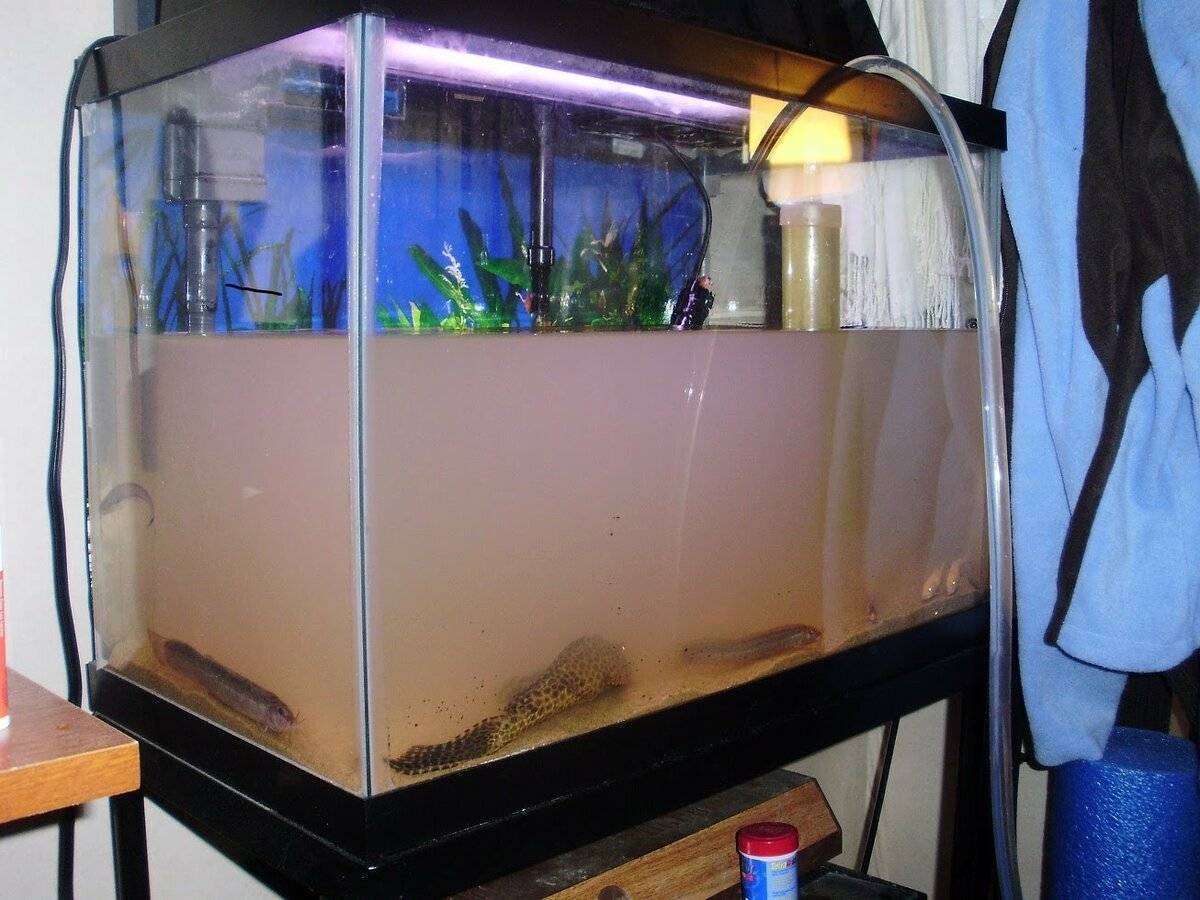 Как менять воду в аквариуме (большом, маленьком) с рыбками: можно ли делать это полностью, как часто надо обновлять