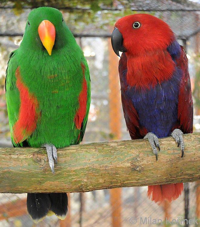 Благородный попугай эклектус: описание, условия содержания