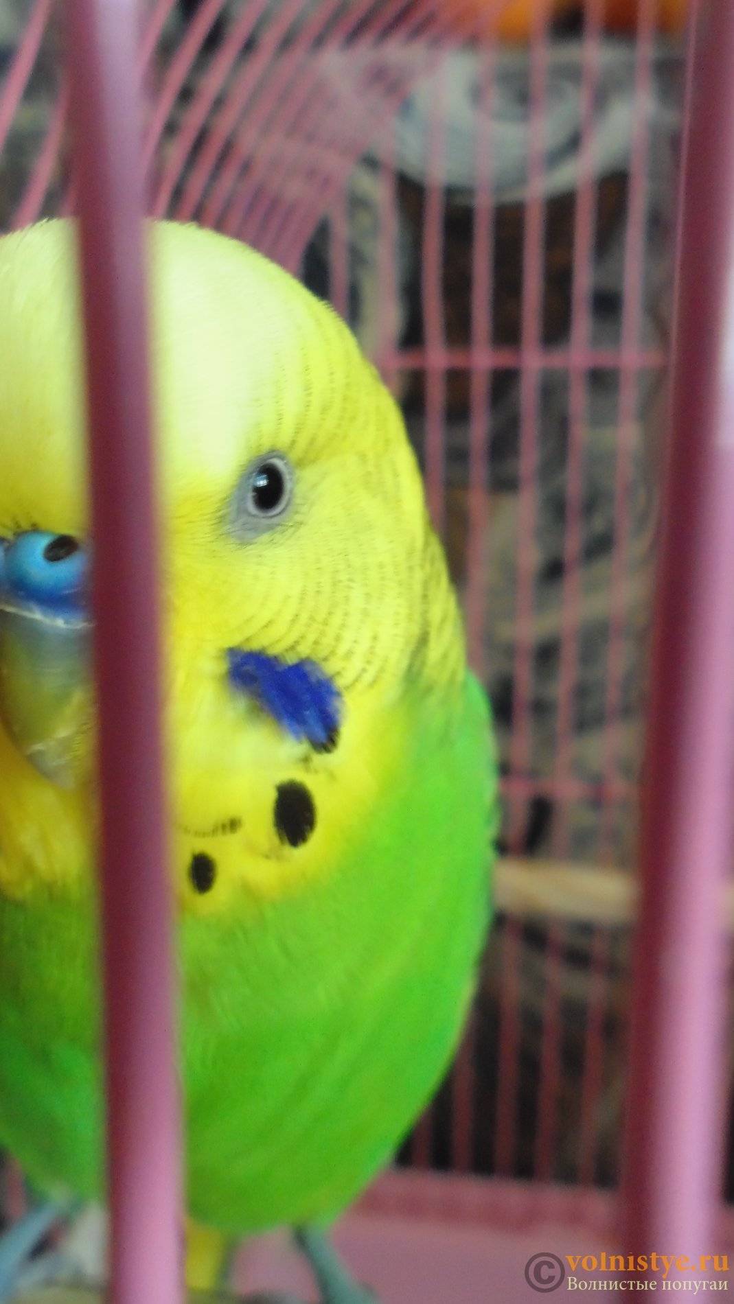 Попугай чихает - что делать? почему волнистый попугай часто чихает, видео