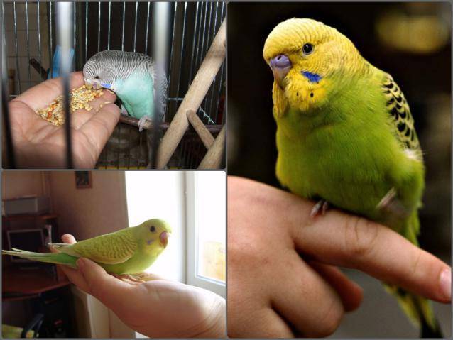 Как приручить попугая неразлучника к рукам эффективный метод