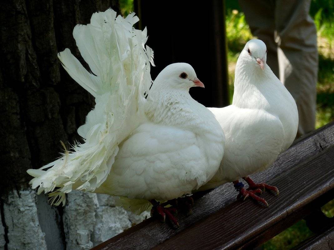 Все о декоративных голубях: описания пород, фото и видео