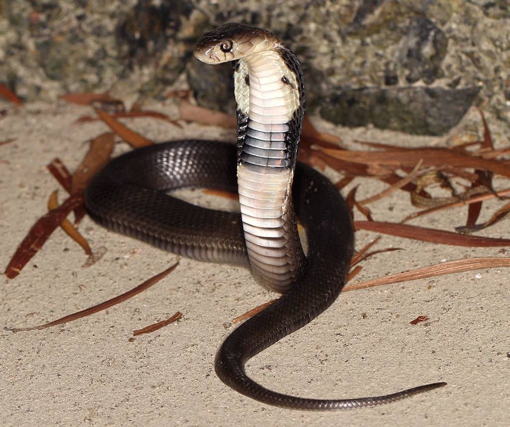 Черношеяя кобра | мир животных и растений