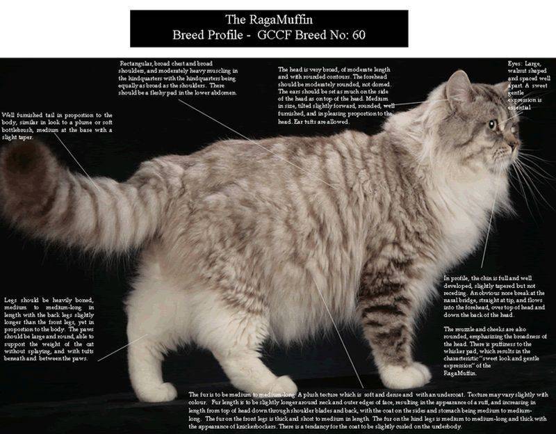 Рагамаффин: порода кошек с видом плюшевой игрушки