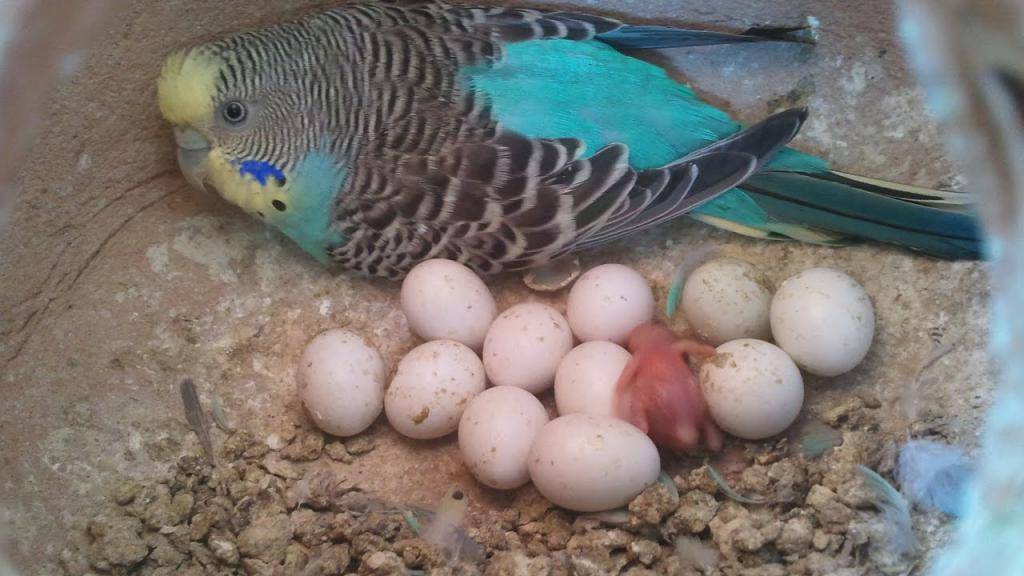 Сколько дней высиживают яйца попугаи: волнистые, неразлучники, амадины, кореллы и другие