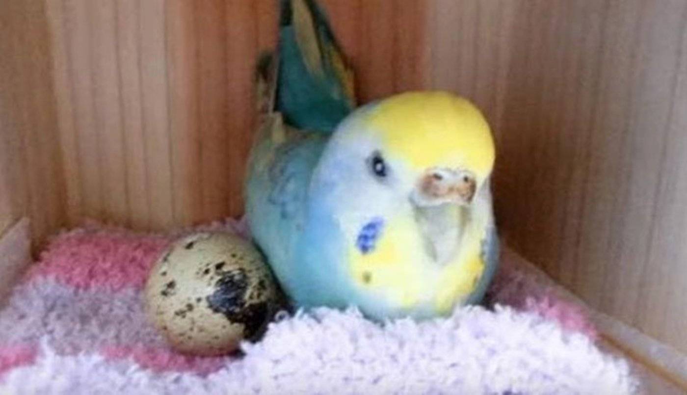 Сколько по времени высиживают яйца волнистые попугаи? -
